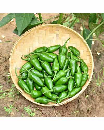 FB-BULLET (2001) F1 HYBRID CHILLI SEEDS-1