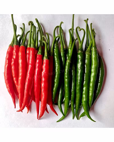 FB-CHITRA F1 HYBRID CHILLI SEEDS (DUAL PURPOSE)-1