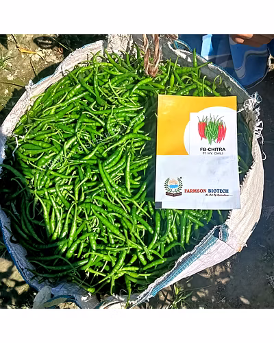 FB-CHITRA F1 HYBRID CHILLI SEEDS (DUAL PURPOSE)-2