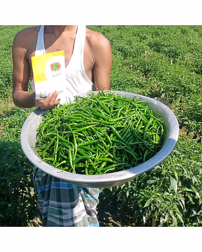 FB-CHITRA F1 HYBRID CHILLI SEEDS (DUAL PURPOSE)-4