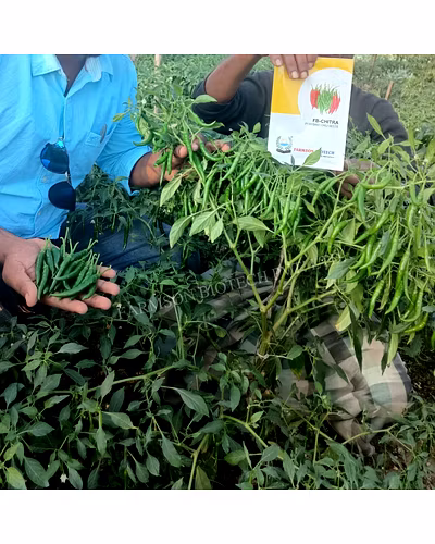 FB-CHITRA F1 HYBRID CHILLI SEEDS (DUAL PURPOSE)-3