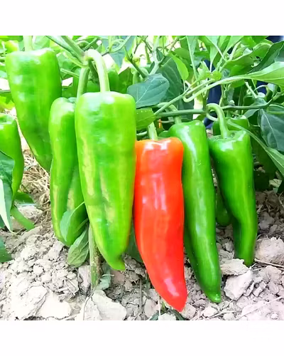 FB-MOHINI F1.HY. CHILI SEEDS-1