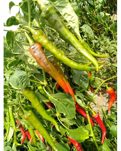 FB-MYRA (KASHMIRI CHILI) F1 HY. CHILI SEEDS-2