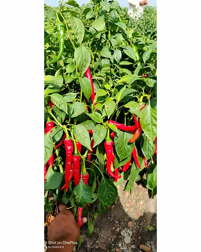 FB-MYRA (KASHMIRI CHILI) F1 HY. CHILI SEEDS-3