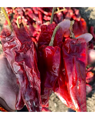 FB-MOHINI F1.HY. CHILI SEEDS-4