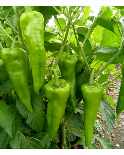 FB-MOHINI F1.HY. CHILI SEEDS-2