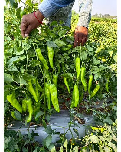 FB-MOHINI F1.HY. CHILI SEEDS-3
