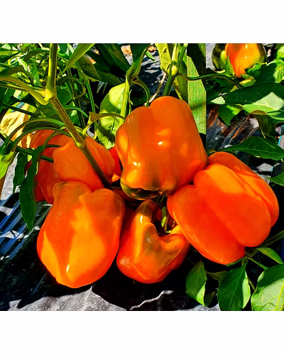 FB-ORANGE BELL (2044) F1 HYBRID SWEET PEPPER SEEDS-2