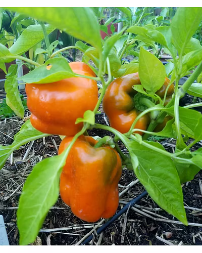 FB-ORANGE BELL (2044) F1 HYBRID SWEET PEPPER SEEDS-1
