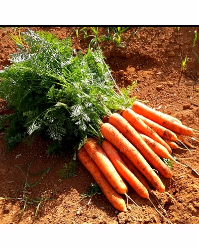 FB-NANTES CARROT SEEDS-2