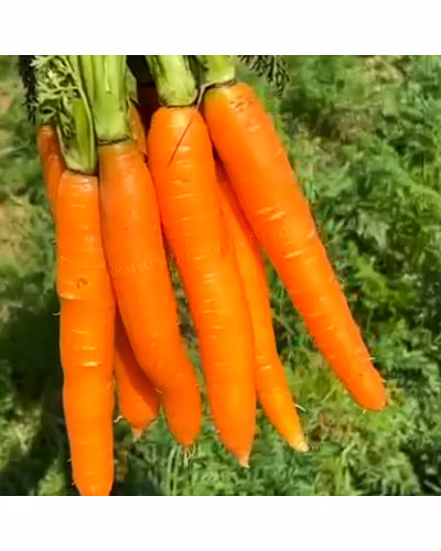 FB-NANTES CARROT SEEDS-1