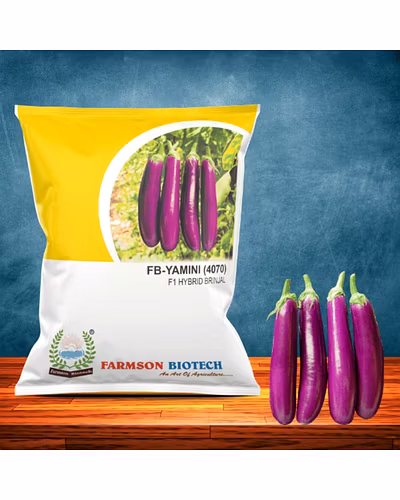 FB-YAMINI (4070) F1 HYBRID BRINJAL SEEDS-12528446