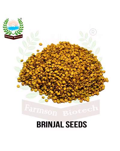 FB-KALINDI (4093) F1 HYBRID BRINJAL SEEDS-4