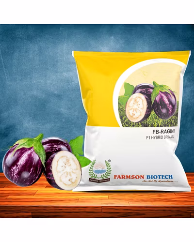 FB-RAGINI F1 HYBRID BRINJAL (EGG PLANT) SEEDS-12528462
