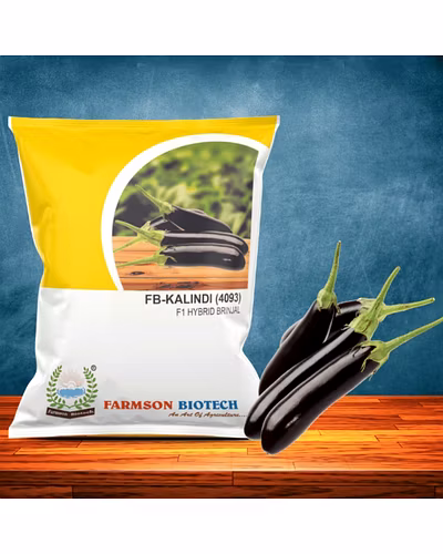 FB-KALINDI (4093) F1 HYBRID BRINJAL SEEDS-12528464