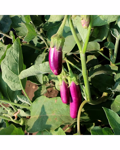 FB-YAMINI (4070) F1 HYBRID BRINJAL SEEDS-2