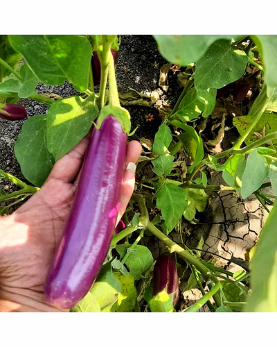 FB-YAMINI (4070) F1 HYBRID BRINJAL SEEDS-1