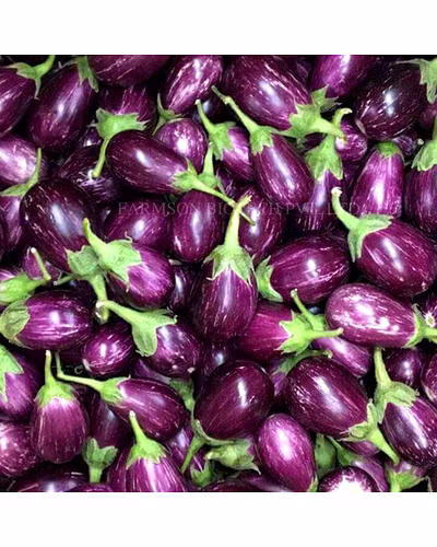 FB-RAGINI F1 HYBRID BRINJAL (EGG PLANT) SEEDS-1