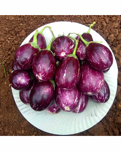 FB-RAGINI F1 HYBRID BRINJAL (EGG PLANT) SEEDS-2