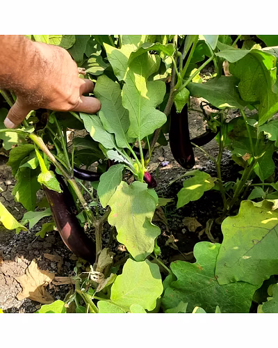 FB-KALINDI (4093) F1 HYBRID BRINJAL SEEDS-3