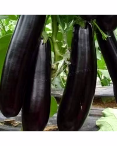 FB-KALINDI (4093) F1 HYBRID BRINJAL SEEDS-2