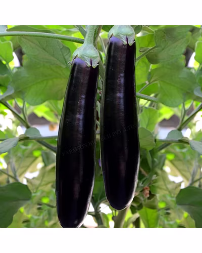 FB-KALINDI (4093) F1 HYBRID BRINJAL SEEDS-1