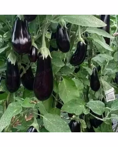 FB-RONAK F1 HYBRID BRINJAL-3