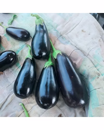 FB-RONAK F1 HYBRID BRINJAL-2