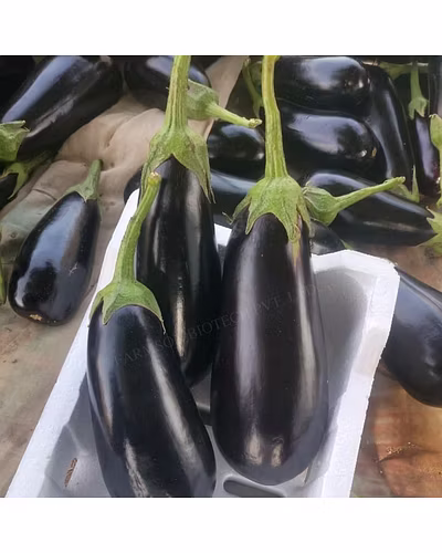 FB-RONAK F1 HYBRID BRINJAL-1
