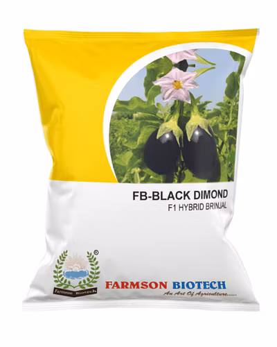FB- Black Dimond F1 Hybrid Brinjal (eggplant) Seeds-12528472