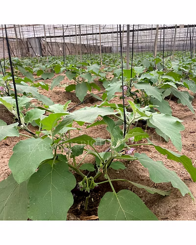 FB- Black Dimond F1 Hybrid Brinjal (eggplant) Seeds-3