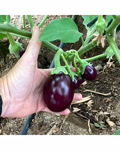 FB- Black Dimond F1 Hybrid Brinjal (eggplant) Seeds-2