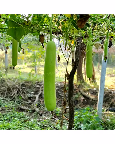 FB-VAMGOLD F1 HYBRID BOTTLE GOURD SEEDS-2