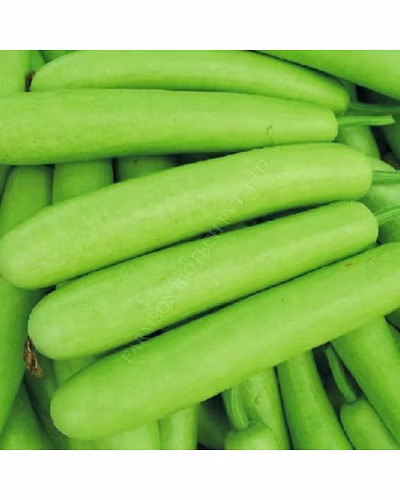 FB-VAMGOLD F1 HYBRID BOTTLE GOURD SEEDS-3