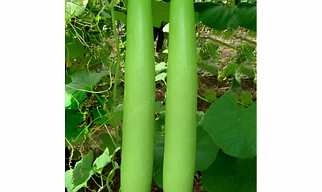 FB-VAMGOLD F1 HYBRID BOTTLE GOURD SEEDS
