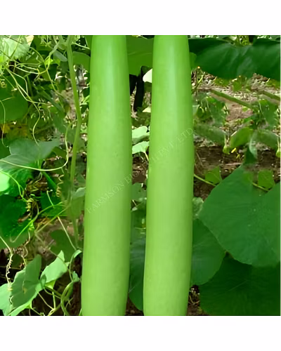FB-VAMGOLD F1 HYBRID BOTTLE GOURD SEEDS-4