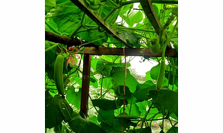 FB-VAMGOLD PLUS F1 HYBRID BOTTLE GOURD SEEDS