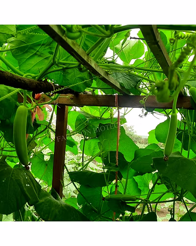 FB-VAMGOLD PLUS F1 HYBRID BOTTLE GOURD SEEDS-5