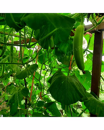 FB-VAMGOLD PLUS F1 HYBRID BOTTLE GOURD SEEDS-4