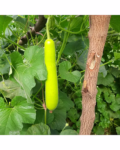 FB-VAMGOLD PLUS F1 HYBRID BOTTLE GOURD SEEDS-3