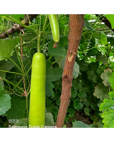 FB-VAMGOLD PLUS F1 HYBRID BOTTLE GOURD SEEDS-1
