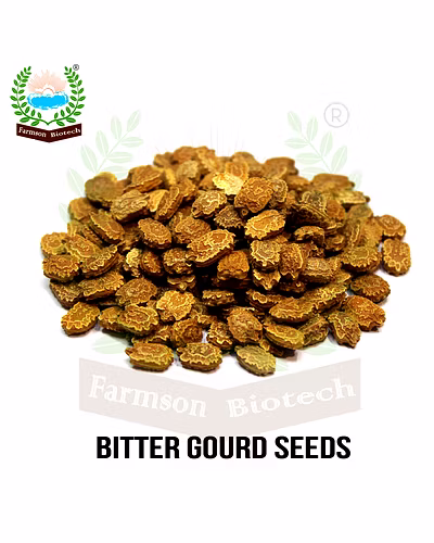 FB-RASHMI F1 HYBRID BITTER GOURD SEEDS-3