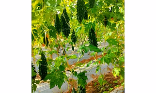 FB-RASHMI F1 HYBRID BITTER GOURD SEEDS