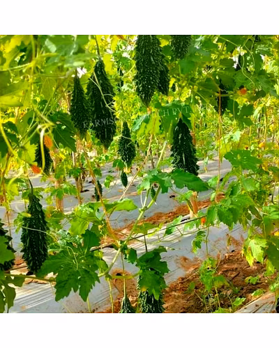 FB-RASHMI F1 HYBRID BITTER GOURD SEEDS-4