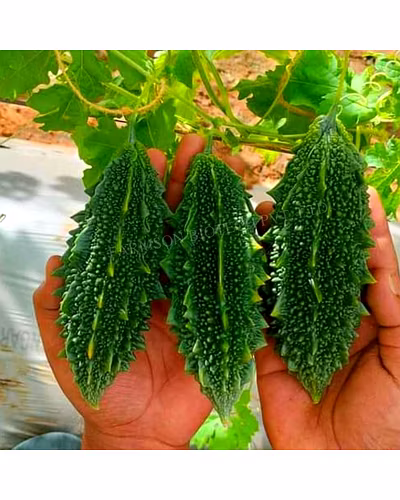 FB-RASHMI F1 HYBRID BITTER GOURD SEEDS-2