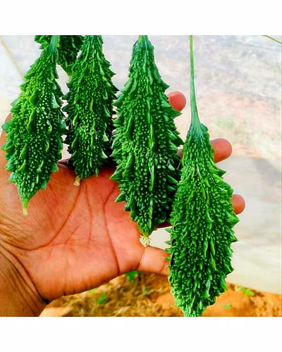 FB-RASHMI F1 HYBRID BITTER GOURD SEEDS-1