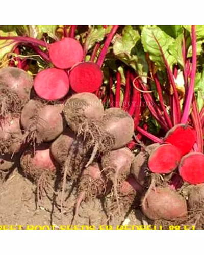 FB-RED BALL Beetroot Seeds-2