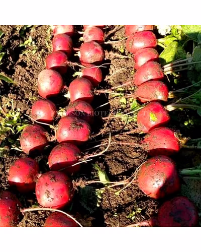 FB-RED BALL Beetroot Seeds-1