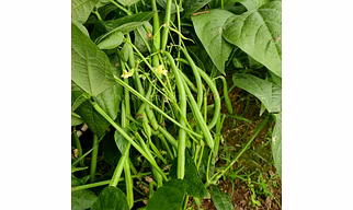 FB-WHITE PEARL FRENCH BEAN SEEDS