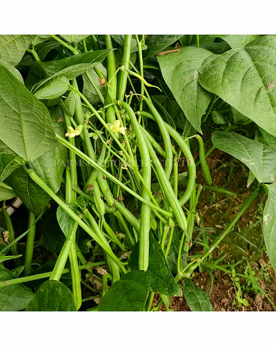 FB-WHITE PEARL FRENCH BEAN SEEDS-3